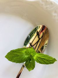High angle view of fresh green leaves on plant