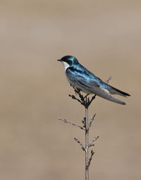 Bird perching on a branch