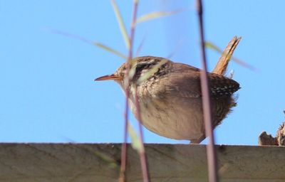 Close-up of sparrow perching against clear sky