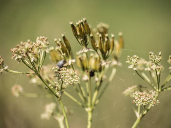 Close-up of flowering plant on field