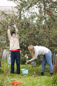 Father and daughter picking apples at yard