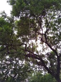 Low angle view of trees against sky