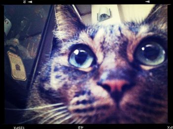 Close-up portrait of a cat