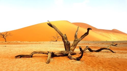 Dead tree in desert against clear sky