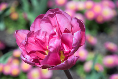 Close-up of pink rose flower