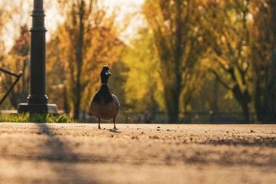 Duck perching on a park