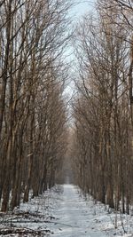 Snow covered trees against sky