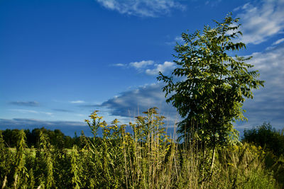 Plants growing on field against sky