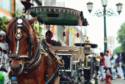 Carousel in amusement park