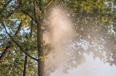 Low angle view of trees in forest