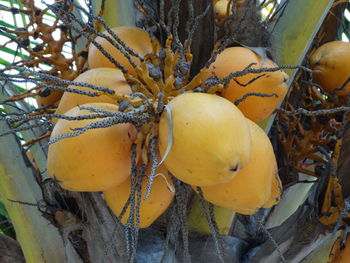 Low angle view of fruits on tree