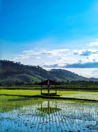 Scenic view of agricultural field against sky