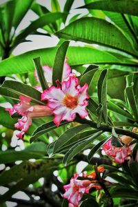 Close-up of pink flowers blooming on plant