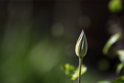 Close-up of flower bud