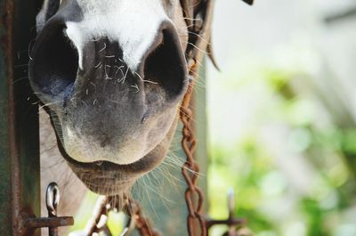 Close-up of horse