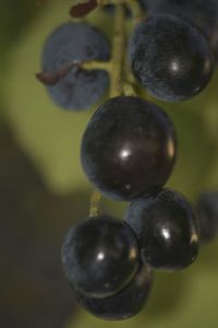 Close-up of plant against blurred background