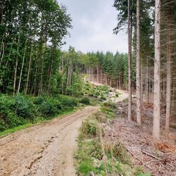 Dirt road amidst trees in forest against sky