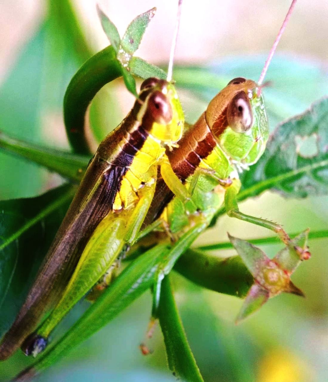 CLOSE-UP OF CATERPILLAR ON LEAF