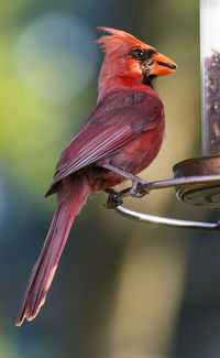 Close-up of bird perching on feeder