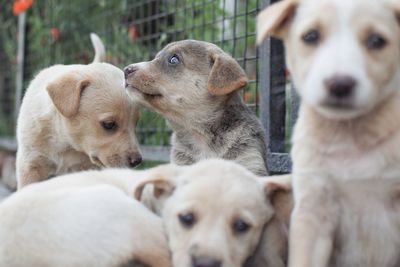 Close-up of puppy