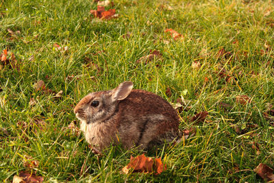 Close-up of squirrel on field