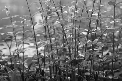 Close-up of plants growing on field