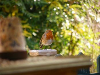 Bird perching on tree trunk