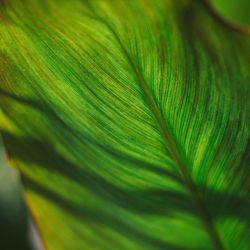 Macro shot of leaf