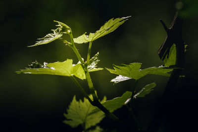 Close-up of fresh green leaves