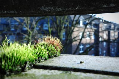 Close-up of plant against blurred background