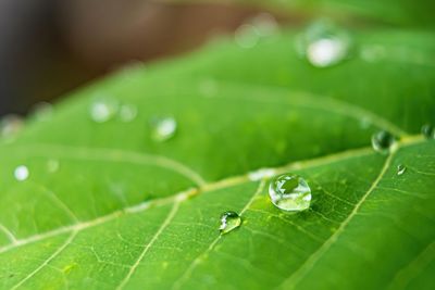 Close-up of raindrops on leaves