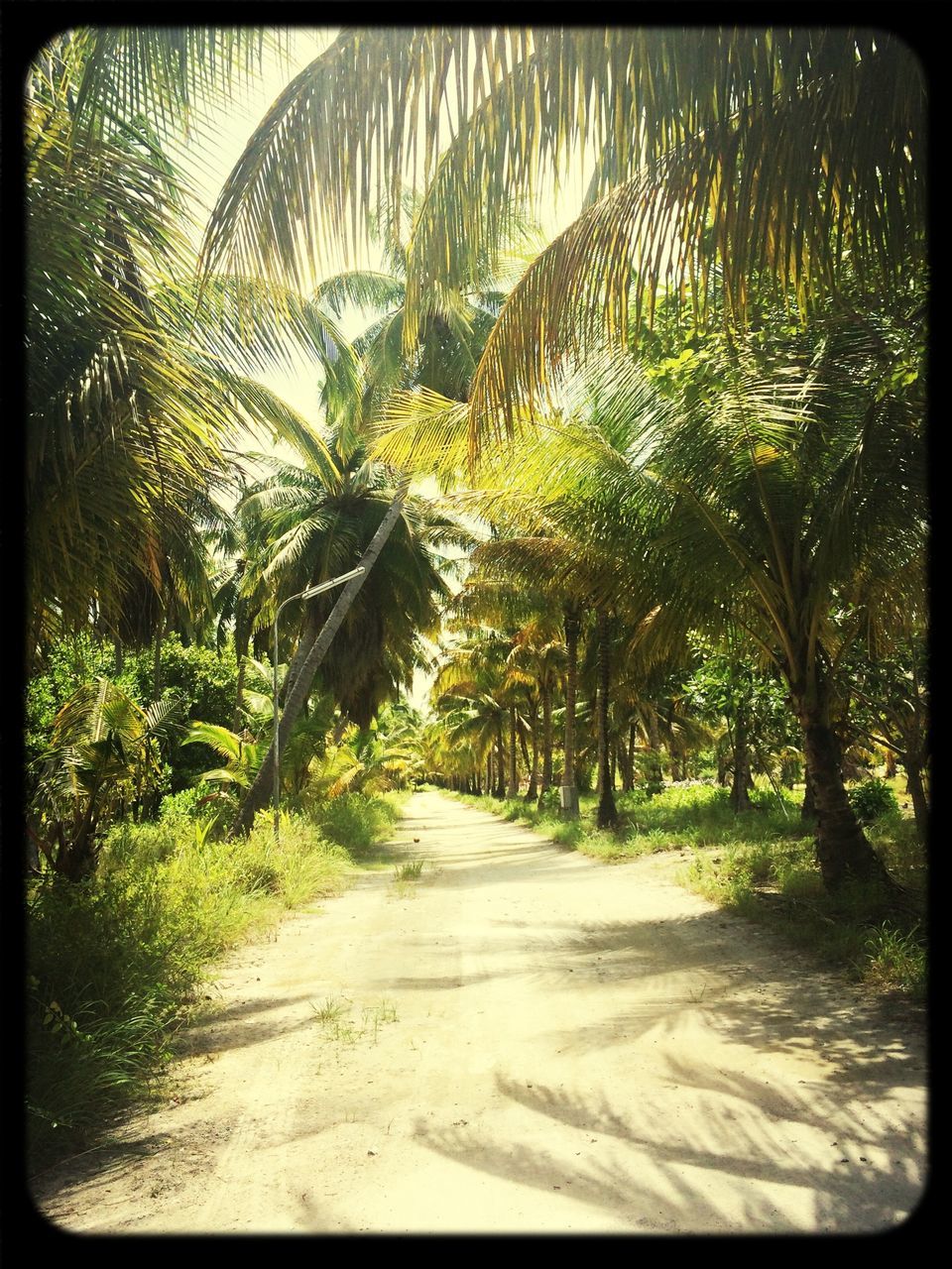 tree, the way forward, transfer print, growth, tranquility, road, auto post production filter, nature, green color, diminishing perspective, tranquil scene, palm tree, beauty in nature, sunlight, vanishing point, plant, day, outdoors, scenics, dirt road