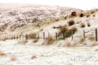 Scenic view of landscape