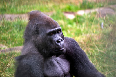 Close-up of gorilla