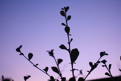 Low angle view of flowers blooming against clear sky