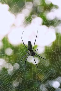 Close-up of spider on web