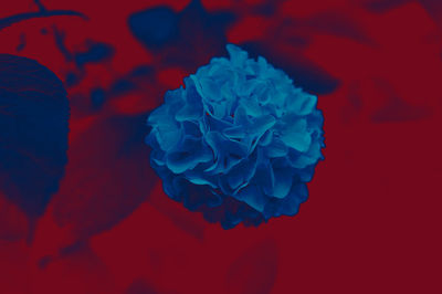 Close-up of blue rose