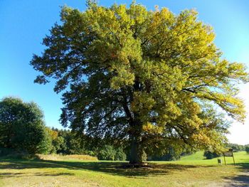 Low angle view of tree against sky