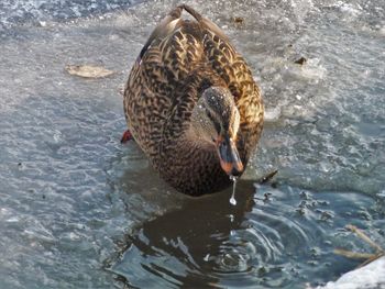 High angle view of mallard duck swimming in lake