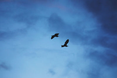 Low angle view of birds flying in sky