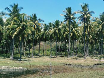 Palm trees on field against sky