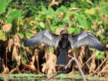 Close-up of bird flying over a field