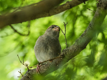 Close-up of bird perching on branch in forest