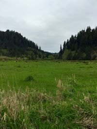 Scenic view of grassy field against sky