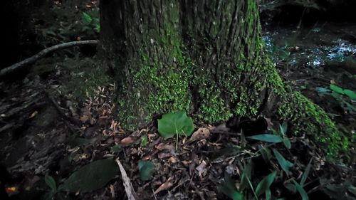 High angle view of trees growing in forest