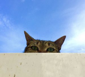 Low angle view of cat peeking