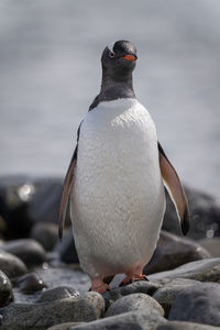 Gentoo penguin stands on rock facing camera