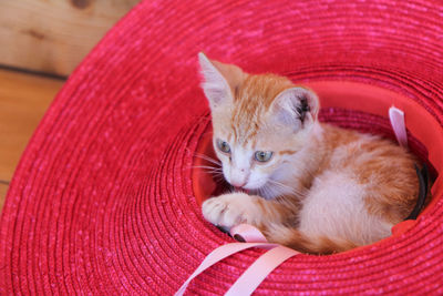 Close-up of cat resting