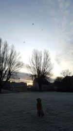 Birds on bare tree