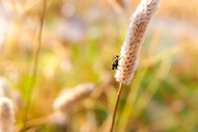 Close-up of insect on flower